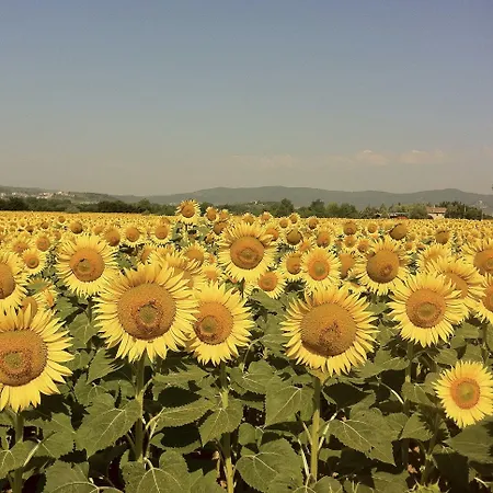 La Ghirlanda Wine * Saragano